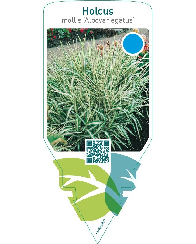 Holcus mollis ‘Albovariegatus’