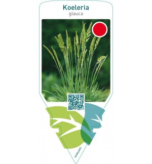 Koeleria glauca