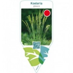 Koeleria glauca