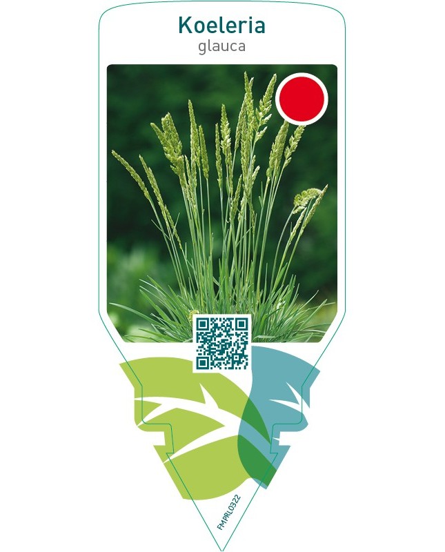 Koeleria glauca