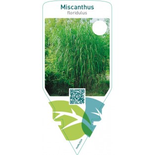Miscanthus floridulus