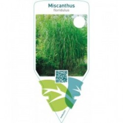 Miscanthus floridulus