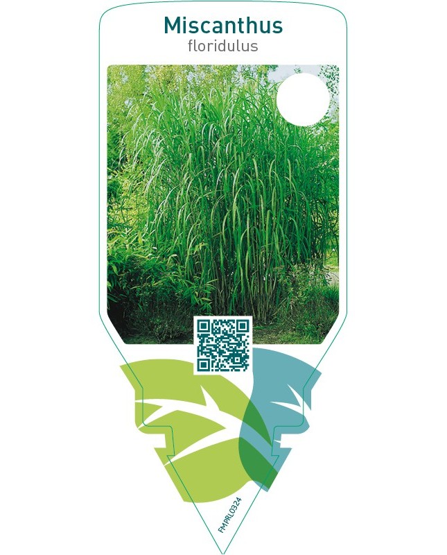 Miscanthus floridulus