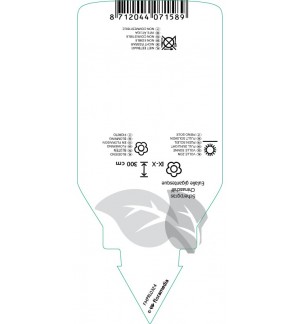 Etichette di Miscanthus floridulus *
