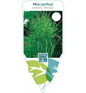 Miscanthus sinensis ‘Strictus’