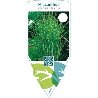 Miscanthus sinensis ‘Strictus’