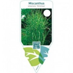 Miscanthus sinensis ‘Strictus’