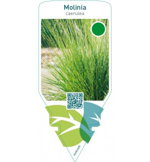 Molinia caerulea