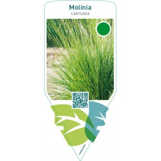Molinia caerulea