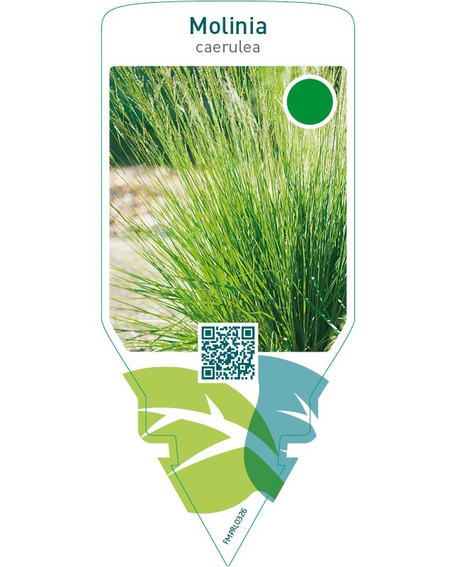 Molinia caerulea