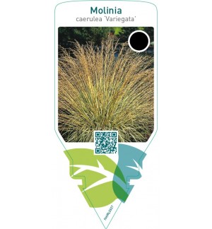 Molinia caerulea ‘Variegata’