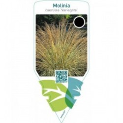 Molinia caerulea ‘Variegata’
