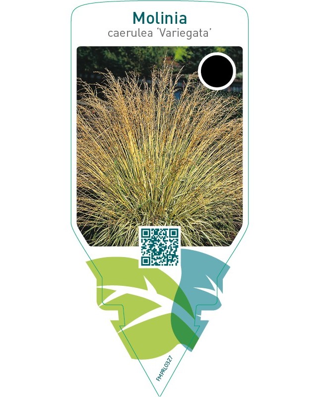 Molinia caerulea ‘Variegata’