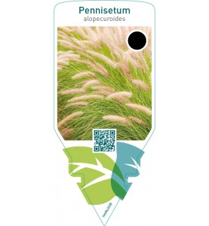 Pennisetum alopecuroides
