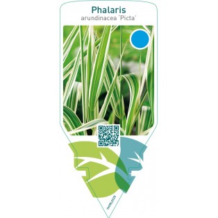 Phalaris arundinacea ‘Picta’