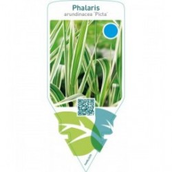 Phalaris arundinacea ‘Picta’