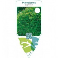 Pleioblastus pygmaeus