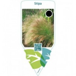 Stipa