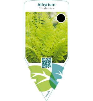 Athyrium filix-femina