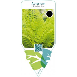 Athyrium filix-femina