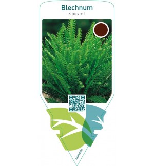 Blechnum spicant