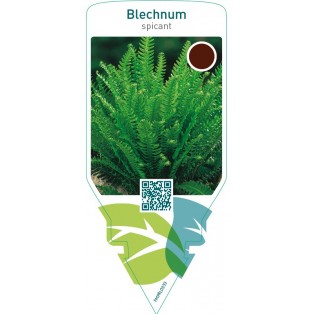 Blechnum spicant