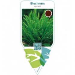 Blechnum spicant