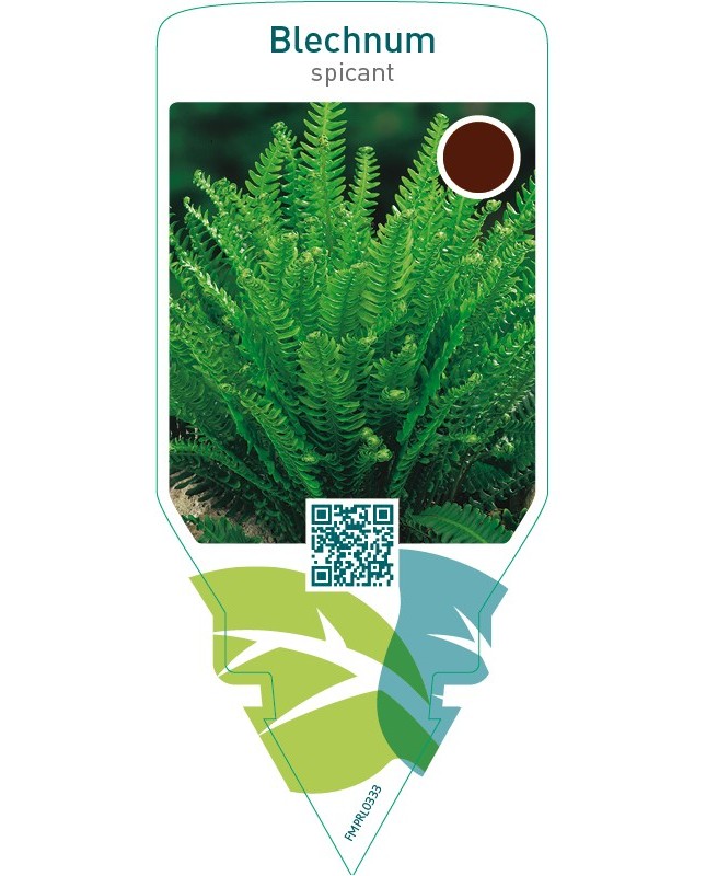 Blechnum spicant