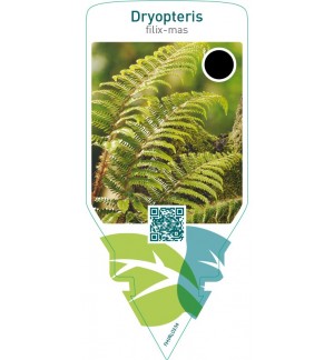 Dryopteris filix-mas