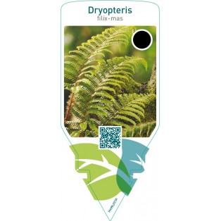 Dryopteris filix-mas
