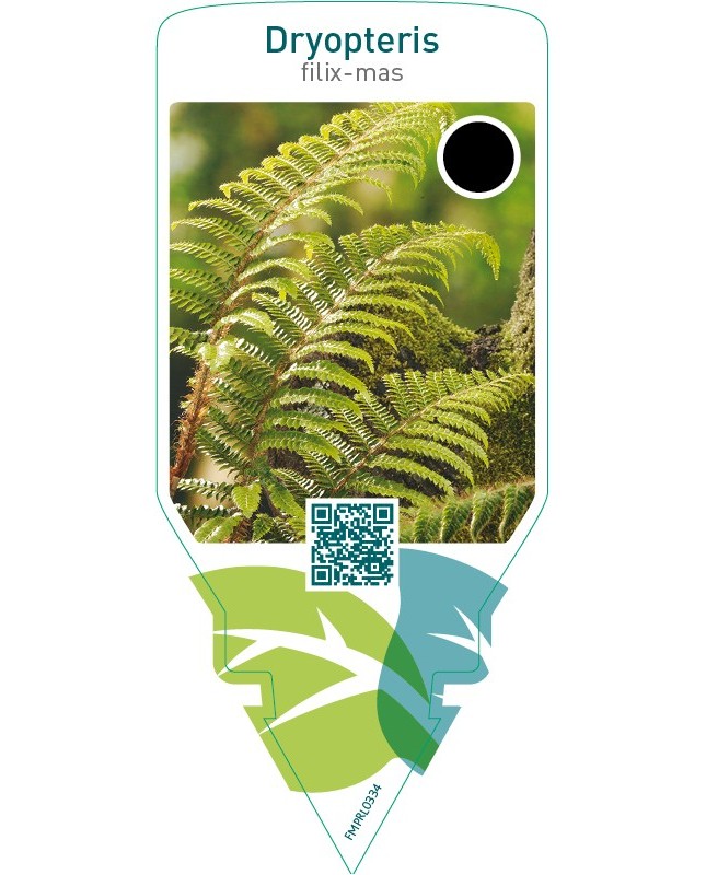 Dryopteris filix-mas