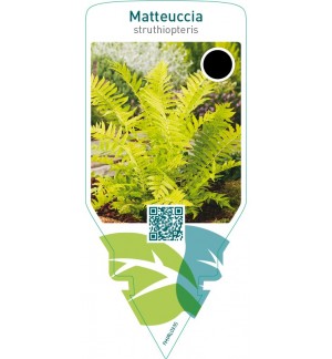 Matteuccia struthiopteris