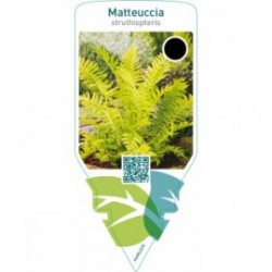 Matteuccia struthiopteris