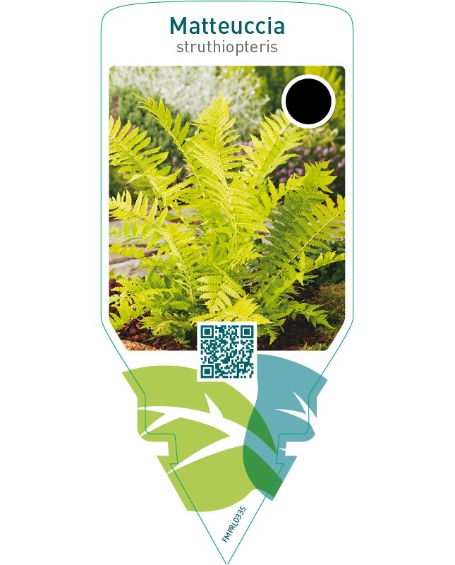 Matteuccia struthiopteris