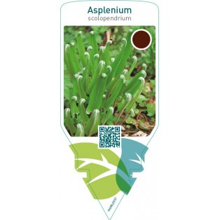 Asplenium scolopendrium