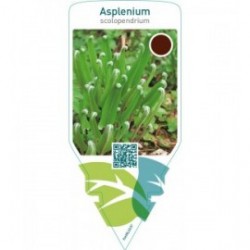 Asplenium scolopendrium