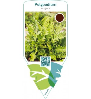 Polypodium vulgare