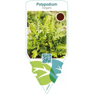 Polypodium vulgare