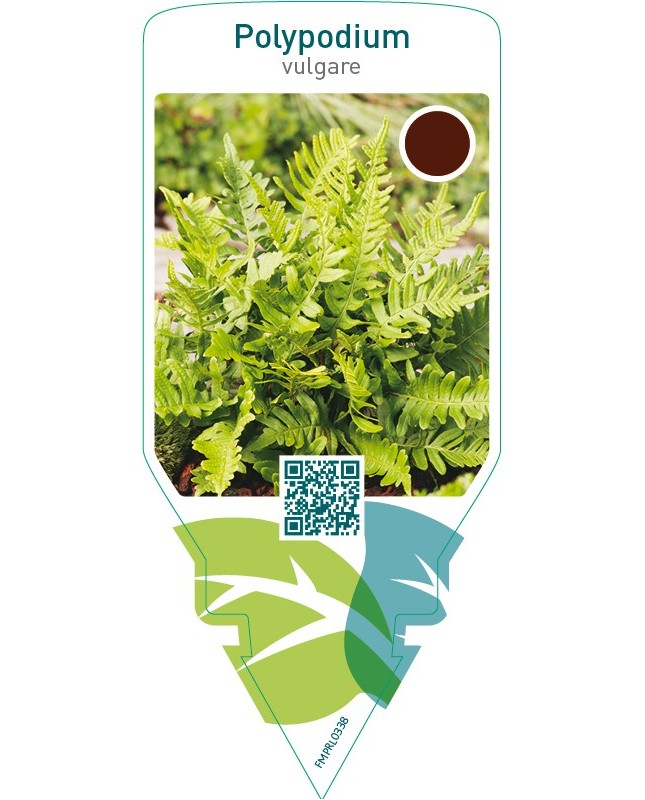 Polypodium vulgare