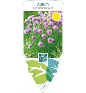 Allium schoenoprasum (chives)