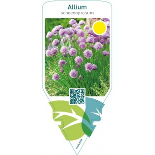Allium schoenoprasum (chives)