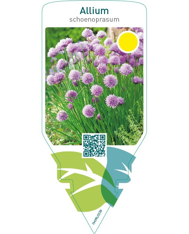 Allium schoenoprasum (chives)