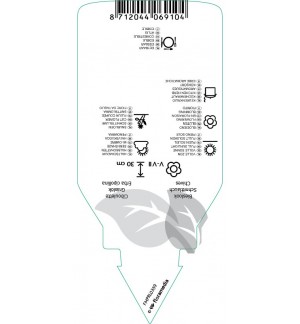 Etichette di Allium schoenoprasum (chives) *