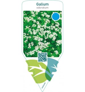 Galium odoratum