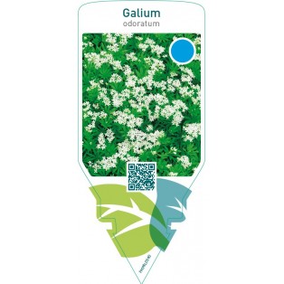 Galium odoratum