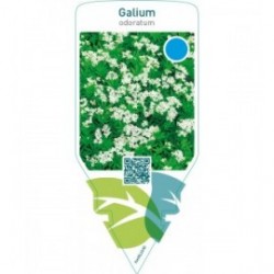 Galium odoratum
