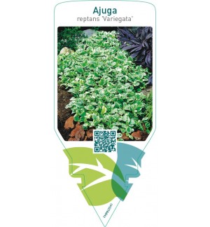 Ajuga reptans ‘Variegata’