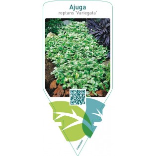 Ajuga reptans ‘Variegata’