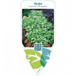 Ajuga reptans ‘Variegata’