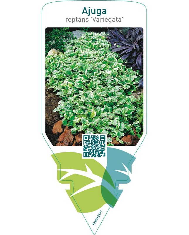 Ajuga reptans ‘Variegata’